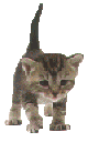 kitty.gif